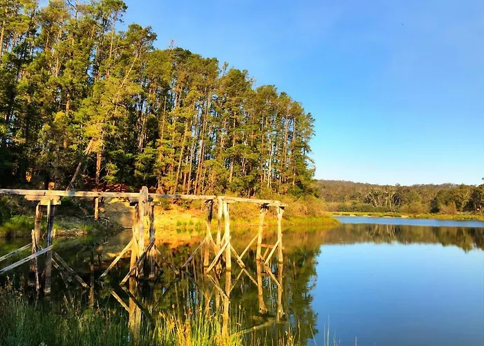 Forest View